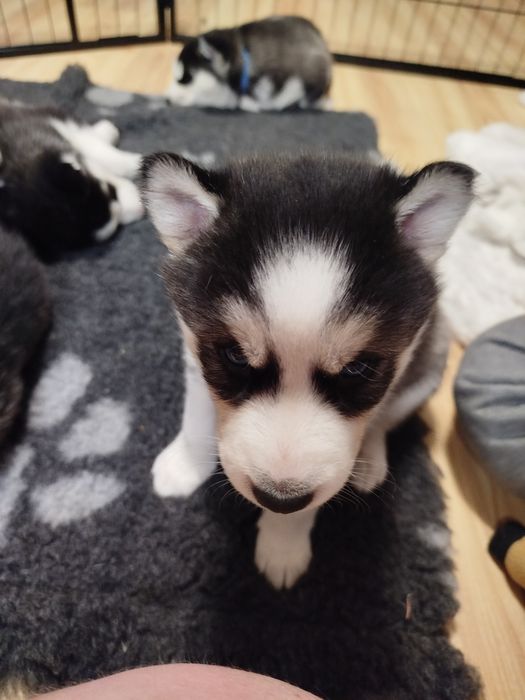 Szczeniaki Siberian husky