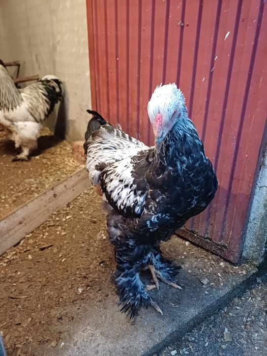 Brahma perdiz azul macho