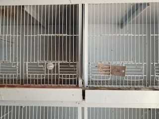 Gaiolas para passaros pequenos