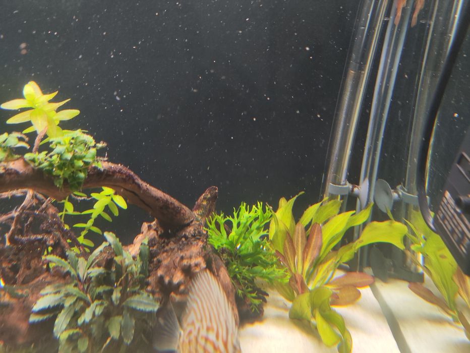 Plantas aquário diversas