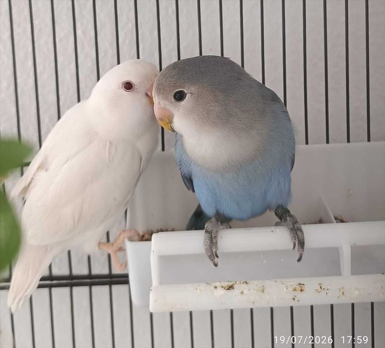 casal de Agapornis roseicollis