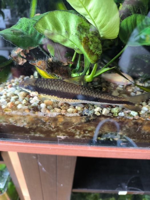 Peixe comedor de algas adulto