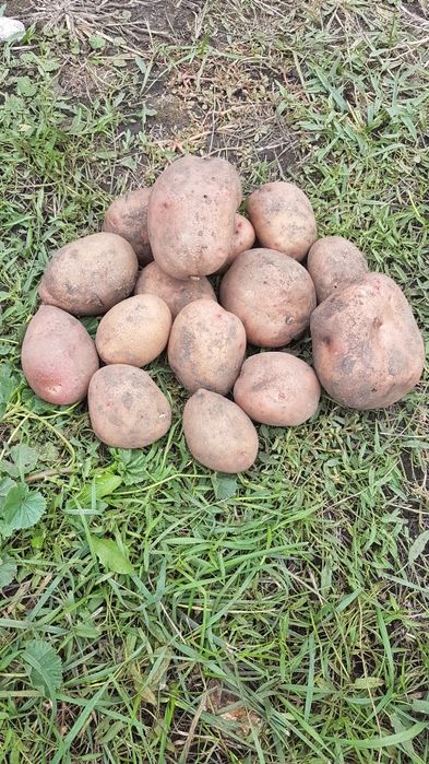 Домашня картопля
