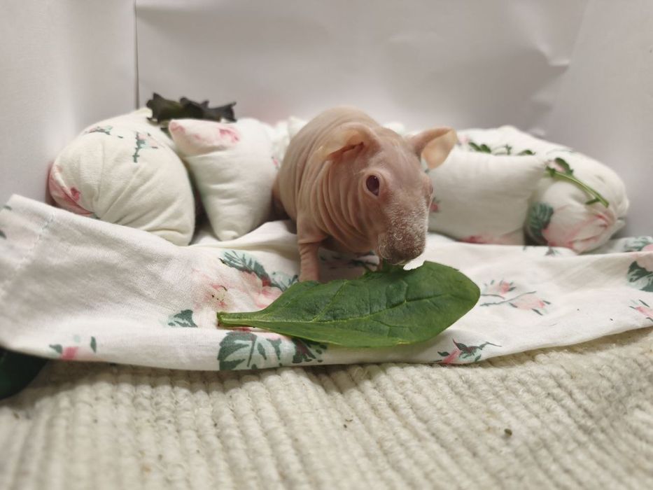 Морським свинки скінні свинки, пухнасті свинки, лисі міні бегемотики