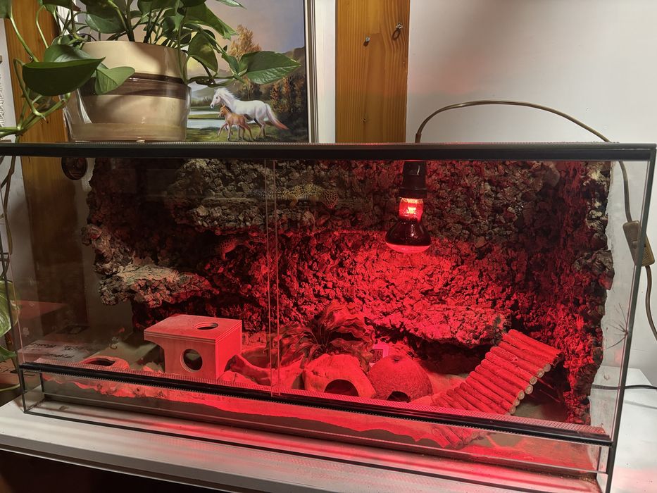 Terrarium plus dwa gekony tygrysie full zestaw