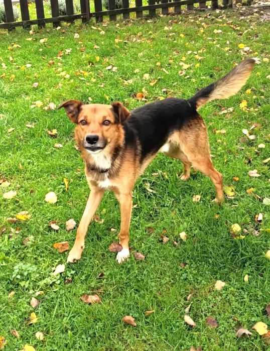 Podaruj dom cudnemu, kochanemu, łagodnemu, porzuconemu pieskowi