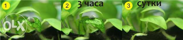 Продам 100% лучших чистильщиков стекол и растений-улиток теодоксус