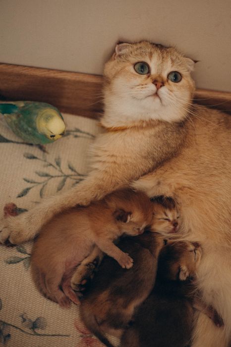 Золота шиншила кошенята