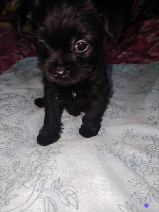 Цуценята чихуахуа chihuahua