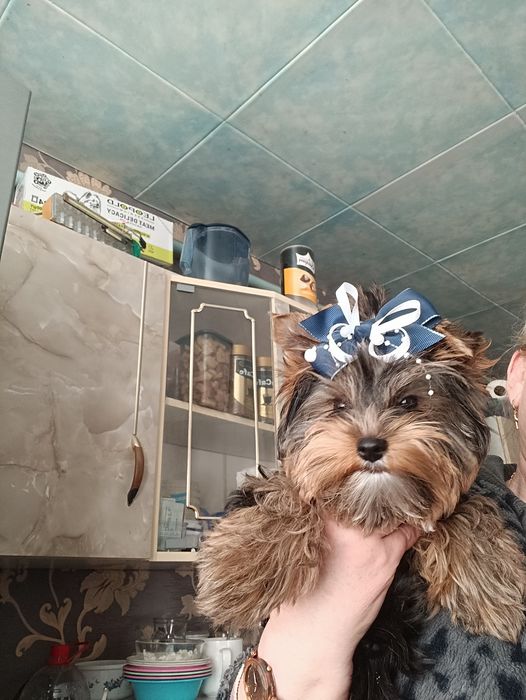 Красивые детки йоркширский терьеры.