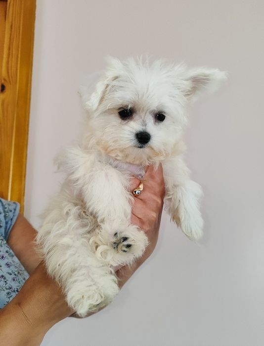 Śliczny Piesek Maltańczyk  • GOTOWE DO ODBIORU