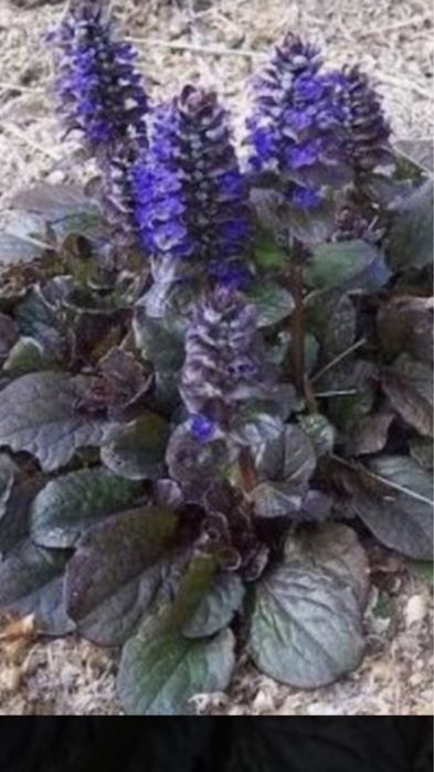 Грунтопокривні різних сортів