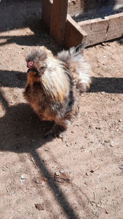 Продаю петушка породы китайский шелковый