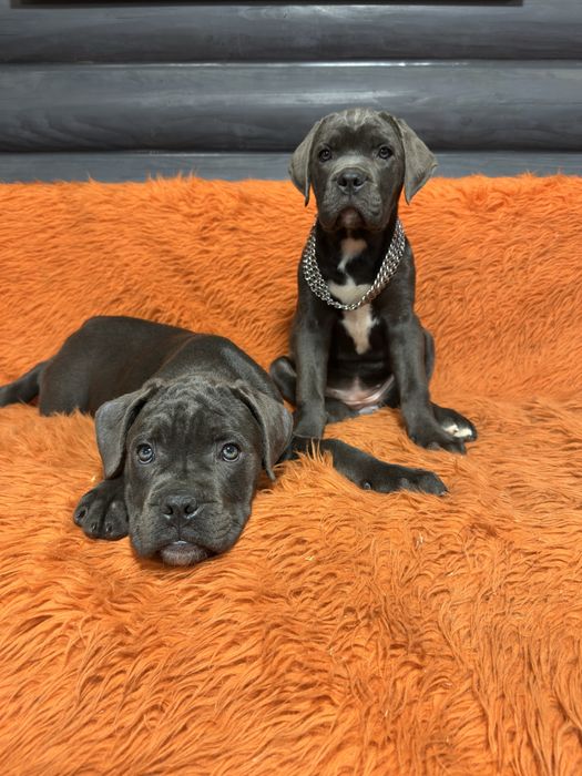 Дівчинка красуня сіро-голуба 2міс