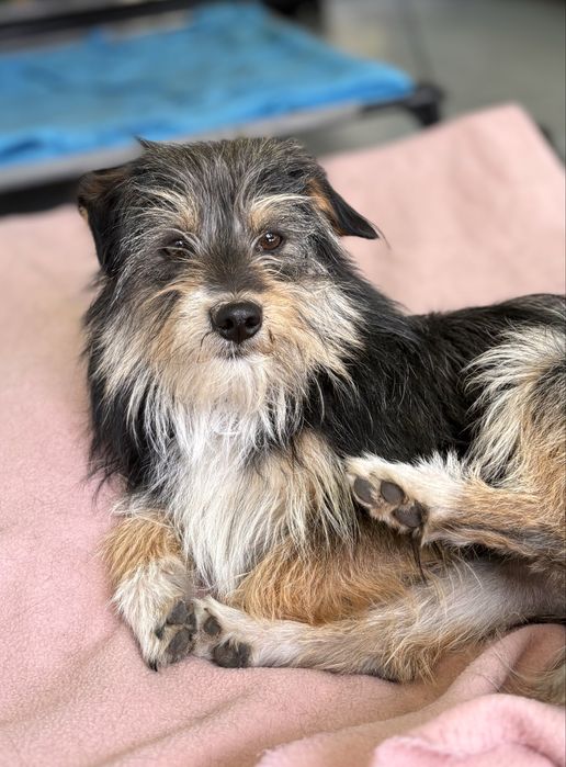 Pixel do adopcji!