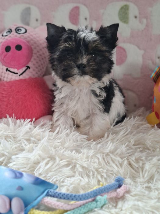 Suczka Yorkshire Terrier Biewer