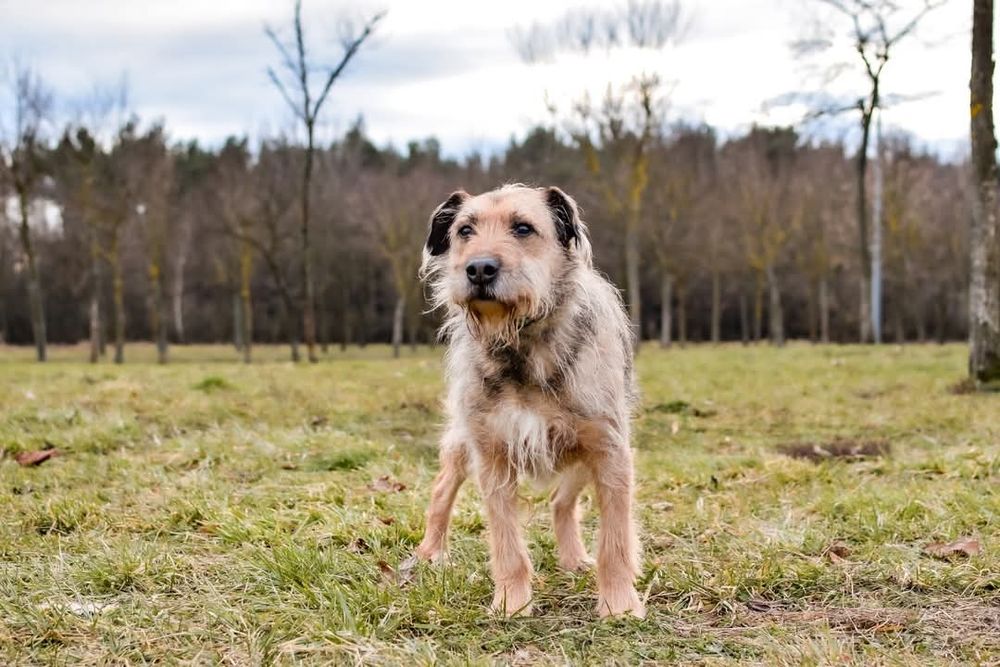 Nieśmiały psiak szuka domu! Adoptuj!