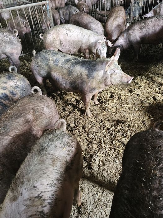 Tuczniki mięsne do uboju z własnego gospodarstwa