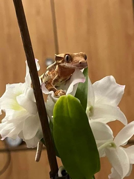 Młody gekon orzęsiony (SAMIEC)