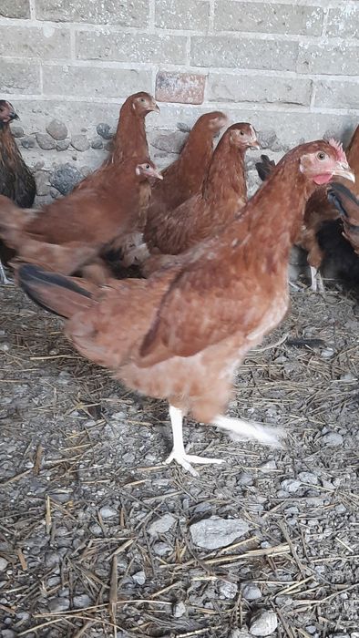 Kury Nioski w różnym wieku