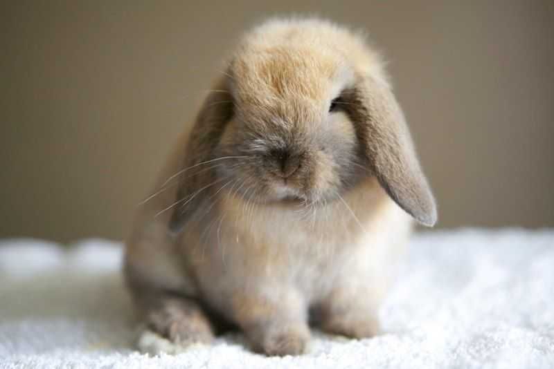 Coelhos anões mini loop + Gaiola Nova +alimentação adequada