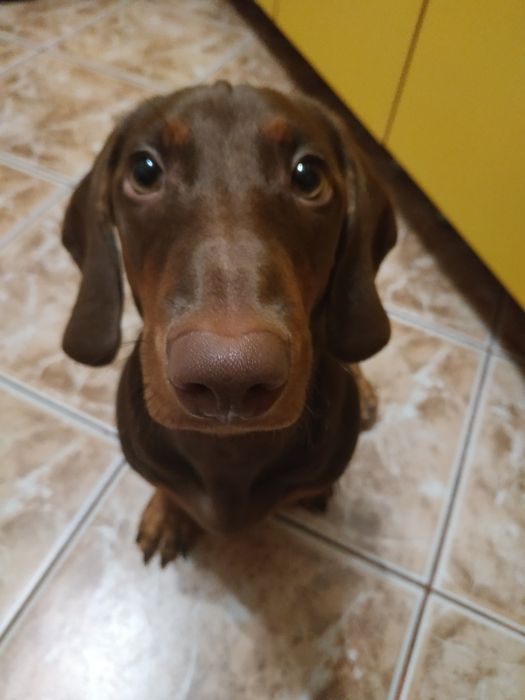 Шукаю для свого хлопчика такси Спайка дівчинку