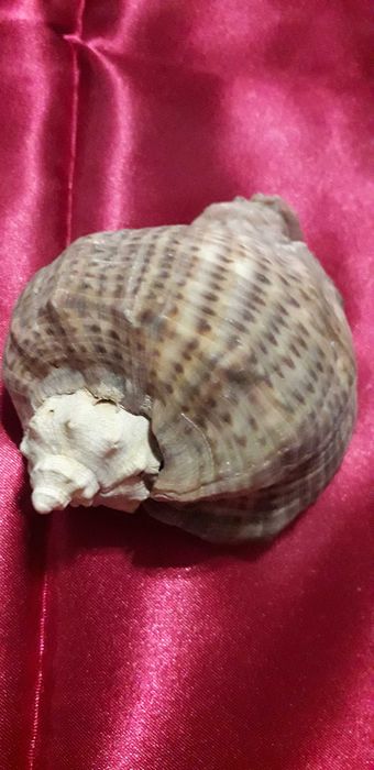 Ракушки   морские