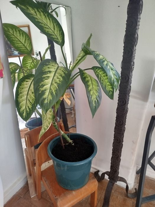 Comigo ninguém pode planta natural