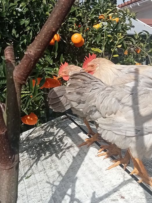 Galo Raça Leghorn Isabella Puro