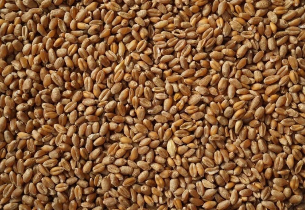 Продам пшеницю ячмінь