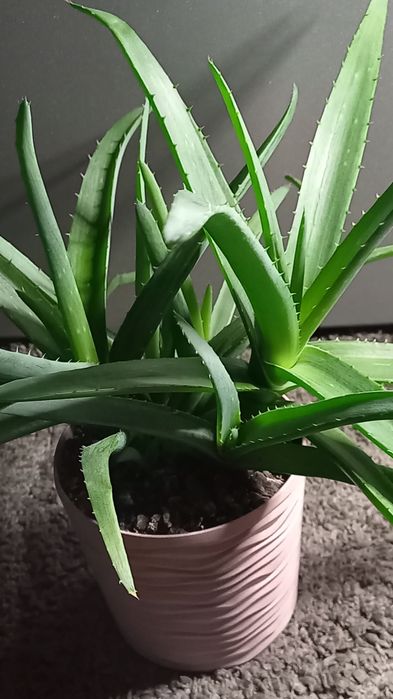 Алое вера Вазони