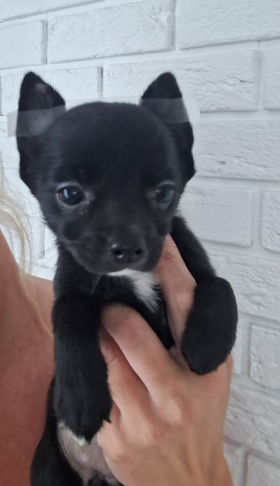 Chihuahua krótkowłosa dziewczynka