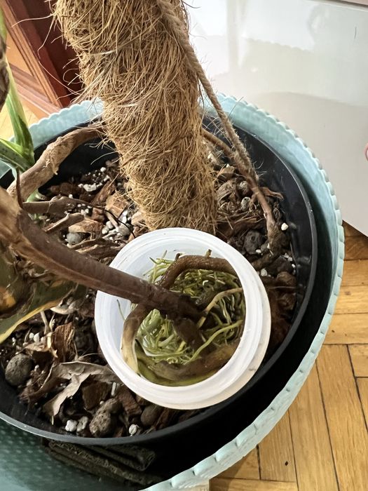 Monstera thai constellation