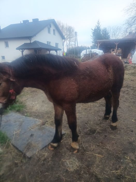 Sprzedam Zrębice pół perszeron