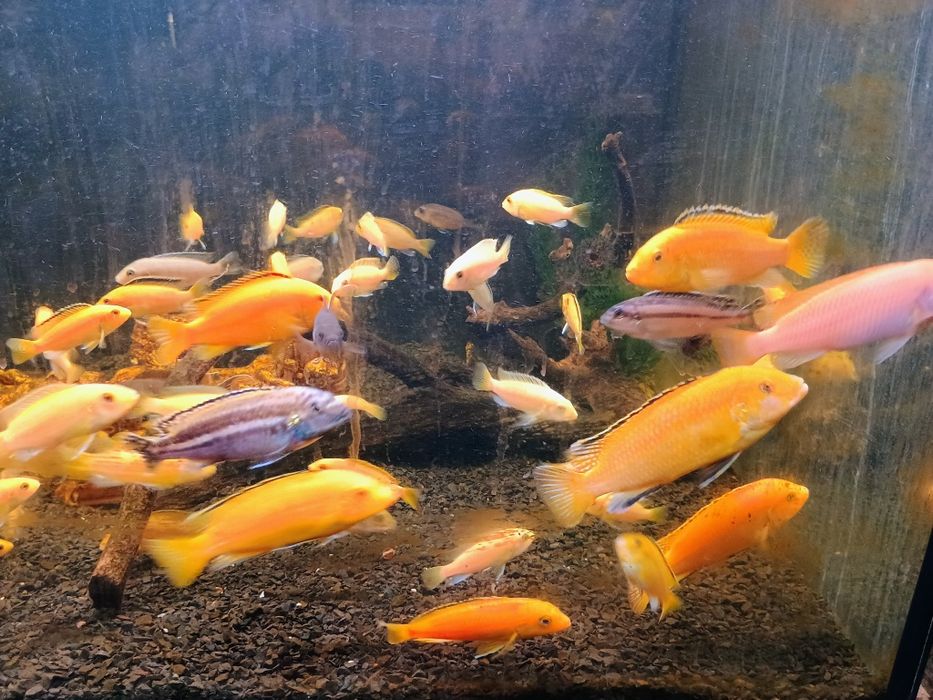 Малавійські цихліди