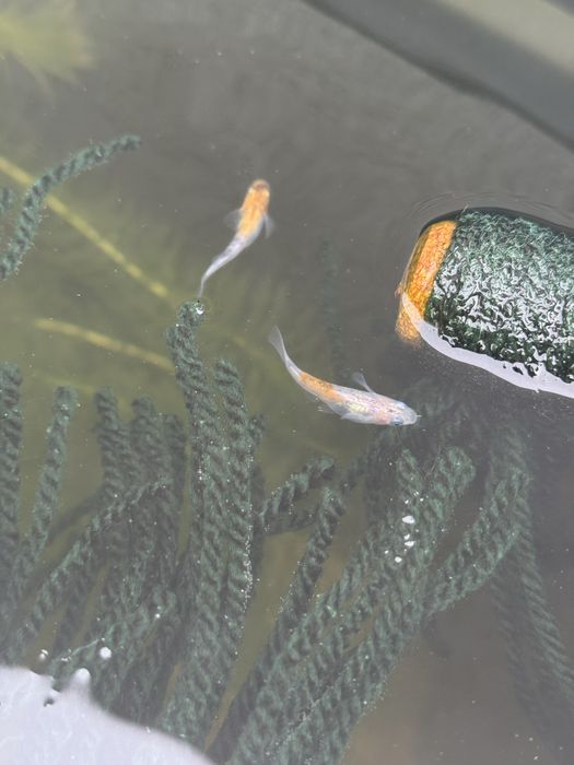 Peixes do Arroz Medaka – Lindos, resistentes e fáceis de criar