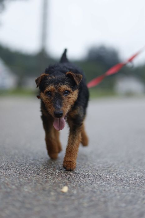 Kebab terier do adopcji