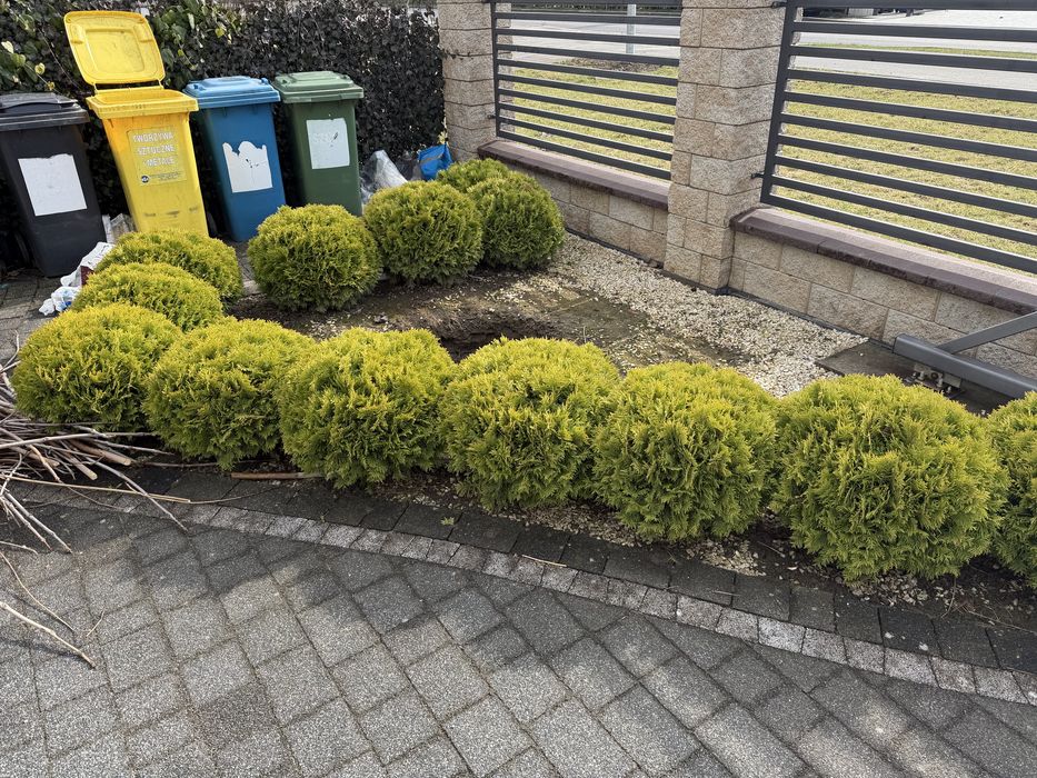 Tuje kuliste 13 szt.