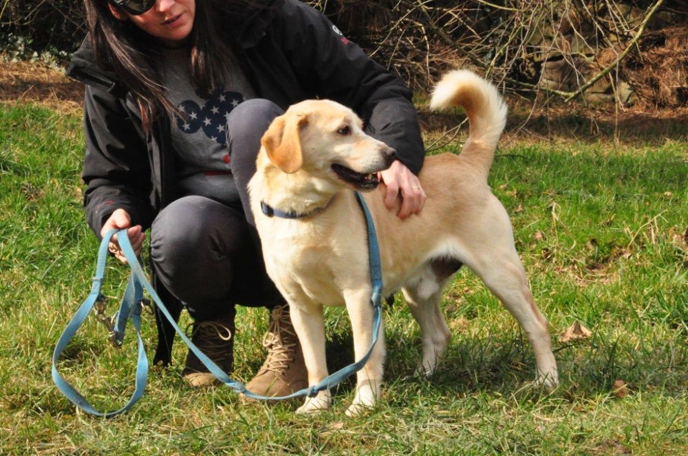 Pies w typie beagla do adopcji