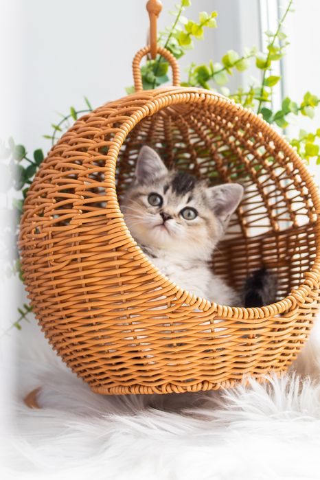 Кукольний шотландський хлопчик для вас