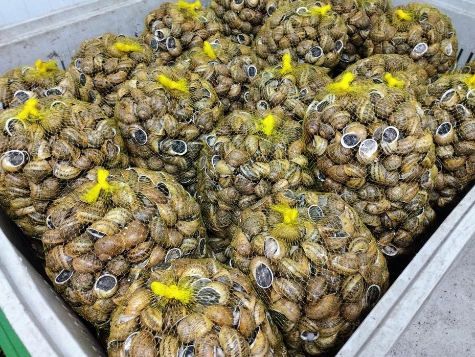 Caracoleta asperssa máxima