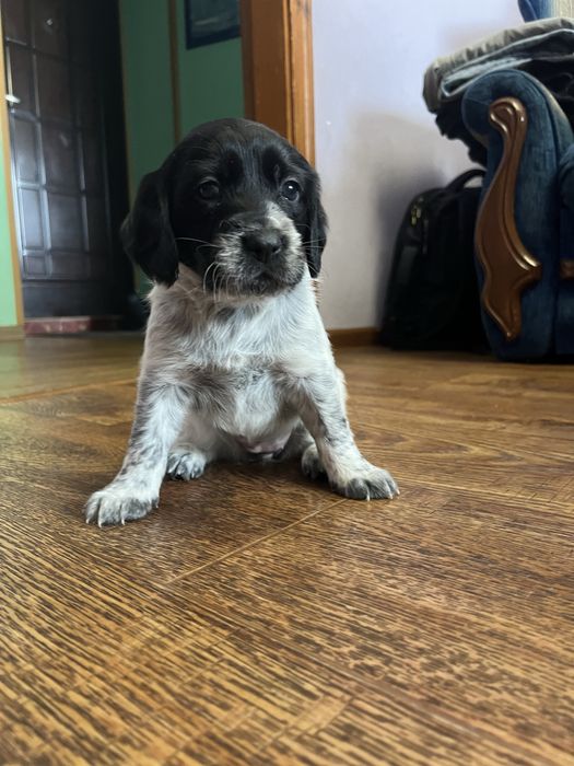 Цуценятко породи кокер -спаніель