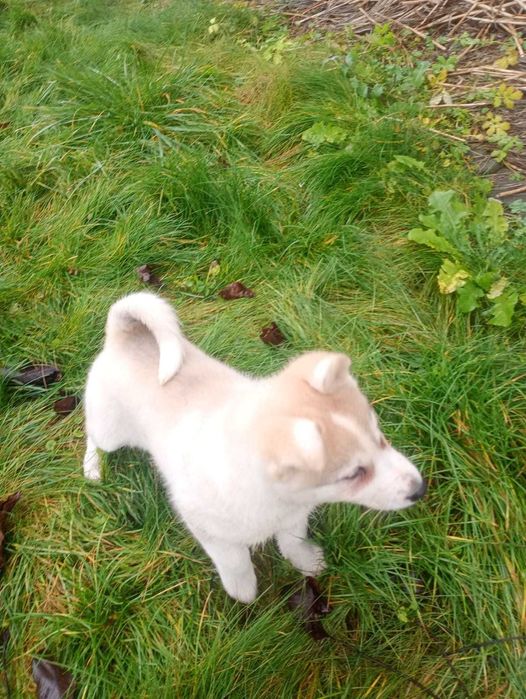 Łajka Zachodniosyberyjska