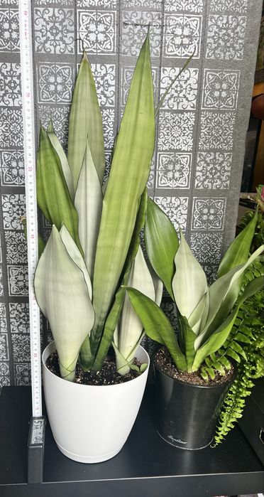 Sansevieria Moonshine wysoka