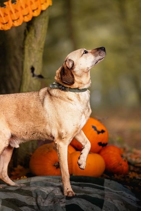 Meesi piesek ze schroniska w Rybniku