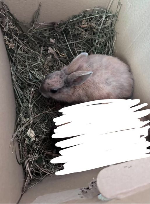 Królik miniaturka