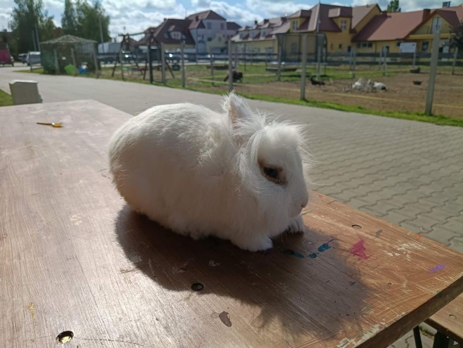 Królik miniaturka