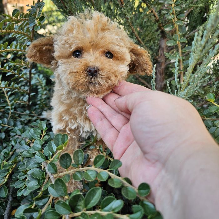 Дівчятка мальтіпу ф1 го ові до переїзду