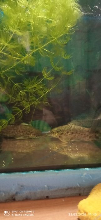 Продам свою рыбку