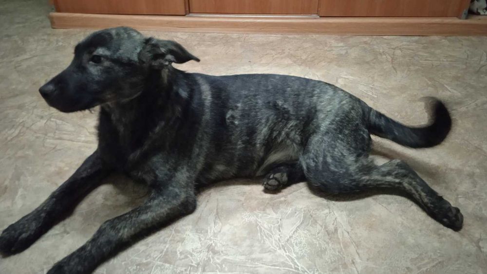 Цуценя в добрі руки